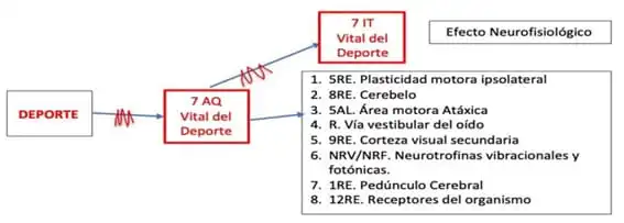 accion-neurofisiologica