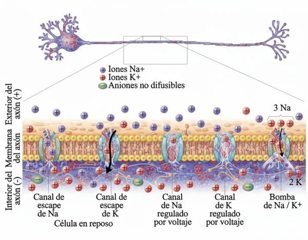 membrana-1